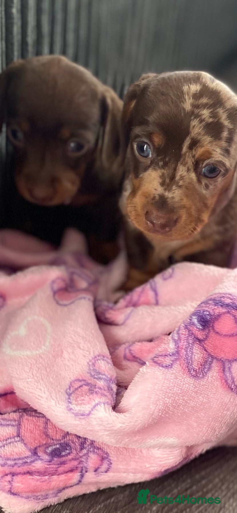 Miniature Dachshund dogs Beautiful smooth haired mini dachshunds😍 - Advert 2