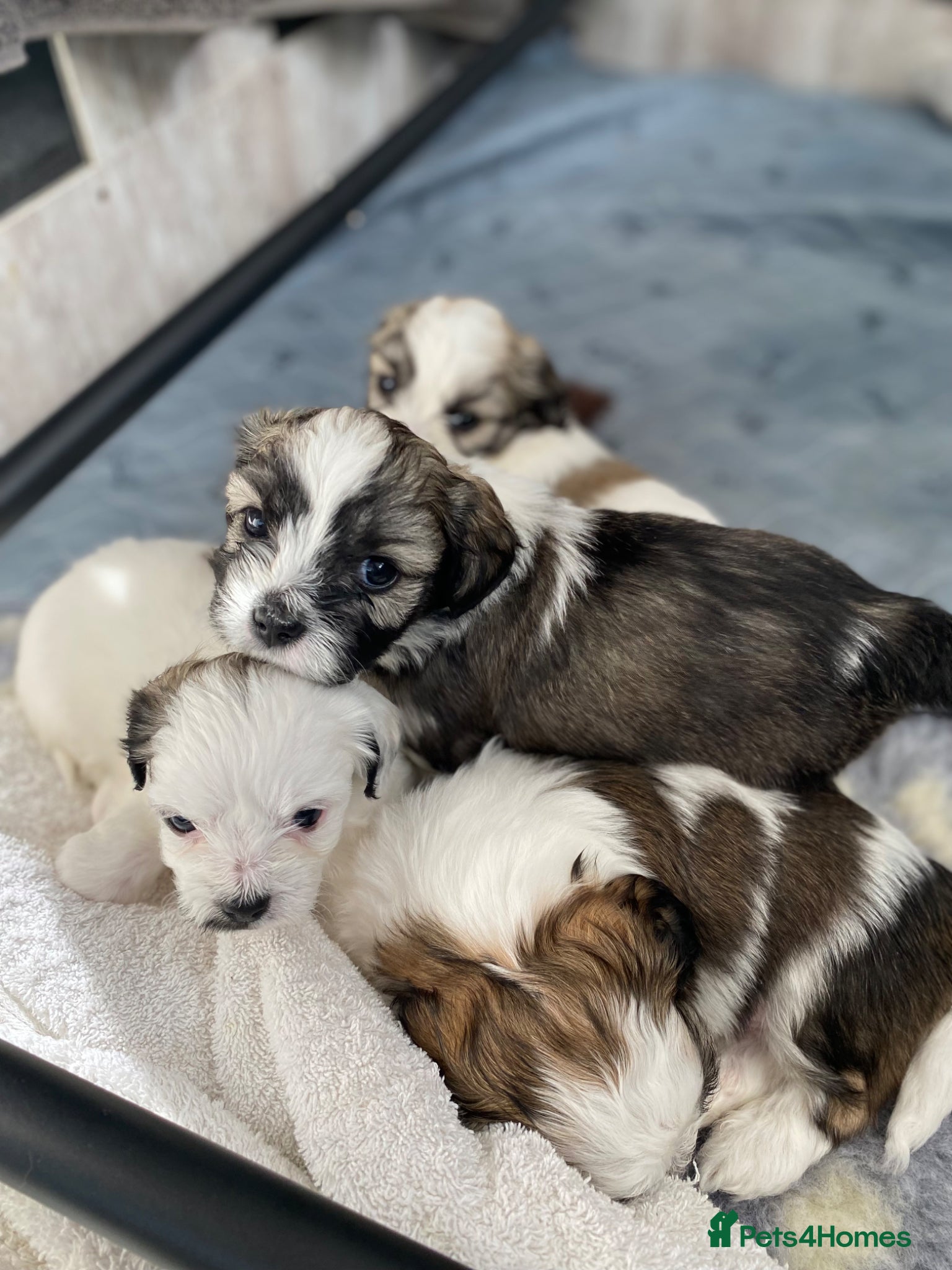Zuchon dogs Zuchon puppies for sale - Advert 1