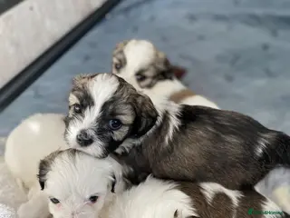 Zuchon dogs Zuchon puppies for sale - Advert 1