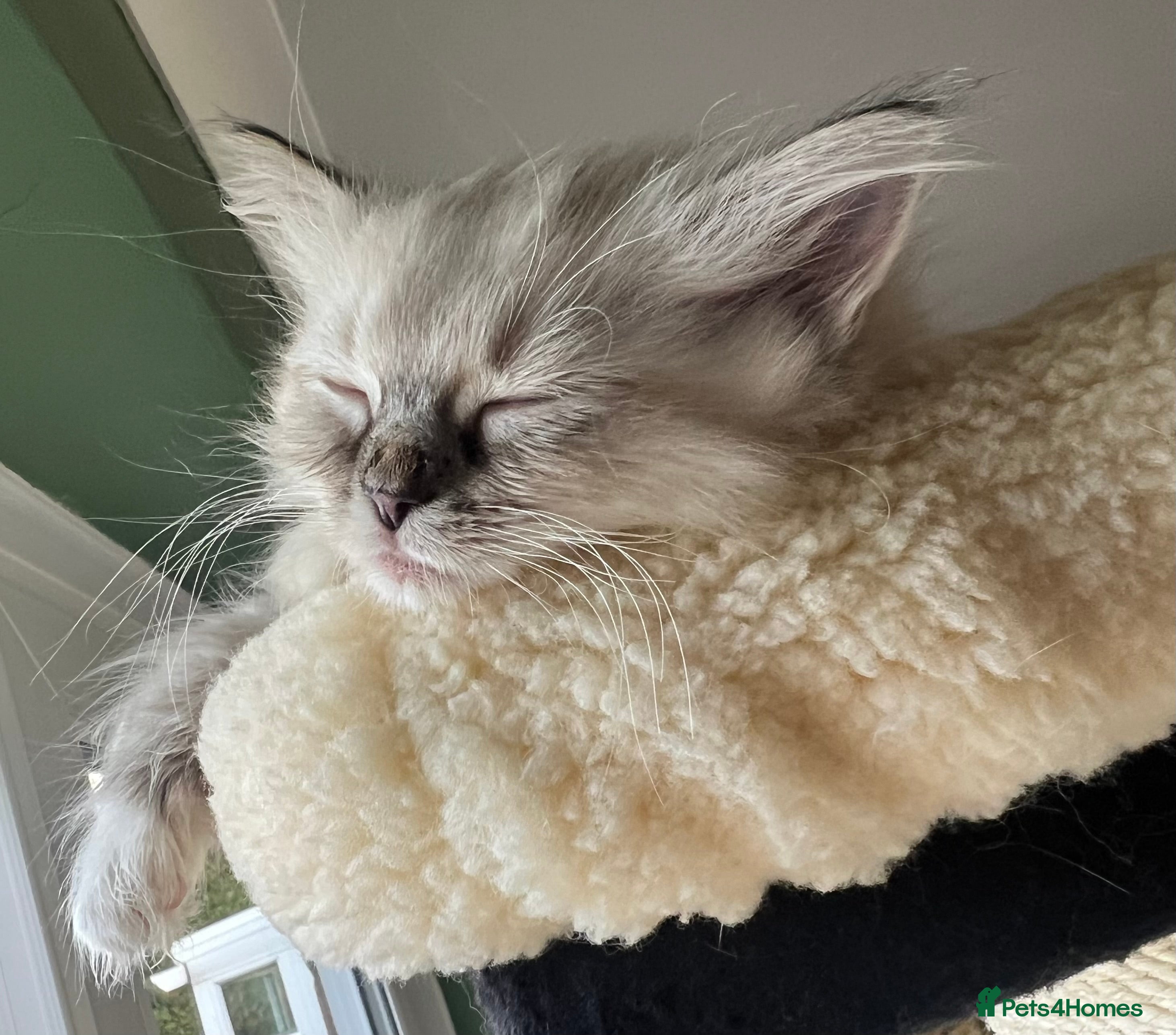 Ragdoll cats GCCF Ragdoll Kittens. Champion lines  - Advert 4