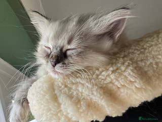 Ragdoll cats GCCF Ragdoll Kittens. Champion lines - Advert 1