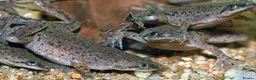 Other/Mixed Breed fish for sale: African dwarf frogs x 5 - Advert 1