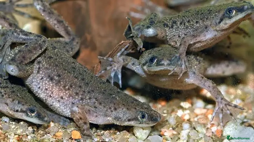 Other/Mixed Breed fish for sale: African dwarf frogs x 5 - Advert 1