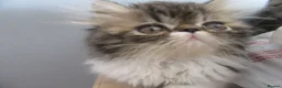 Persian cats for sale: Adorable female Persian kittens - Advert 10