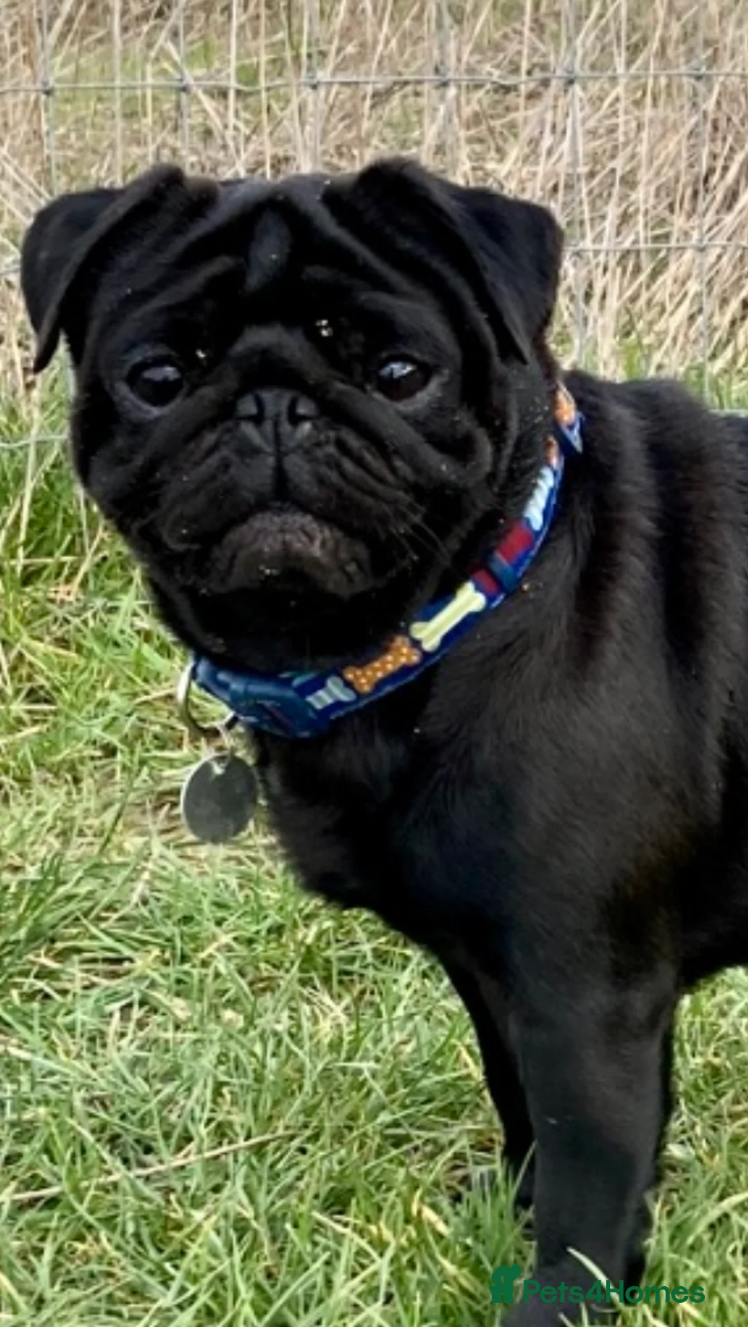 Pug dogs for stud: Health tested black pug stud  in Stevenage - Advert 21