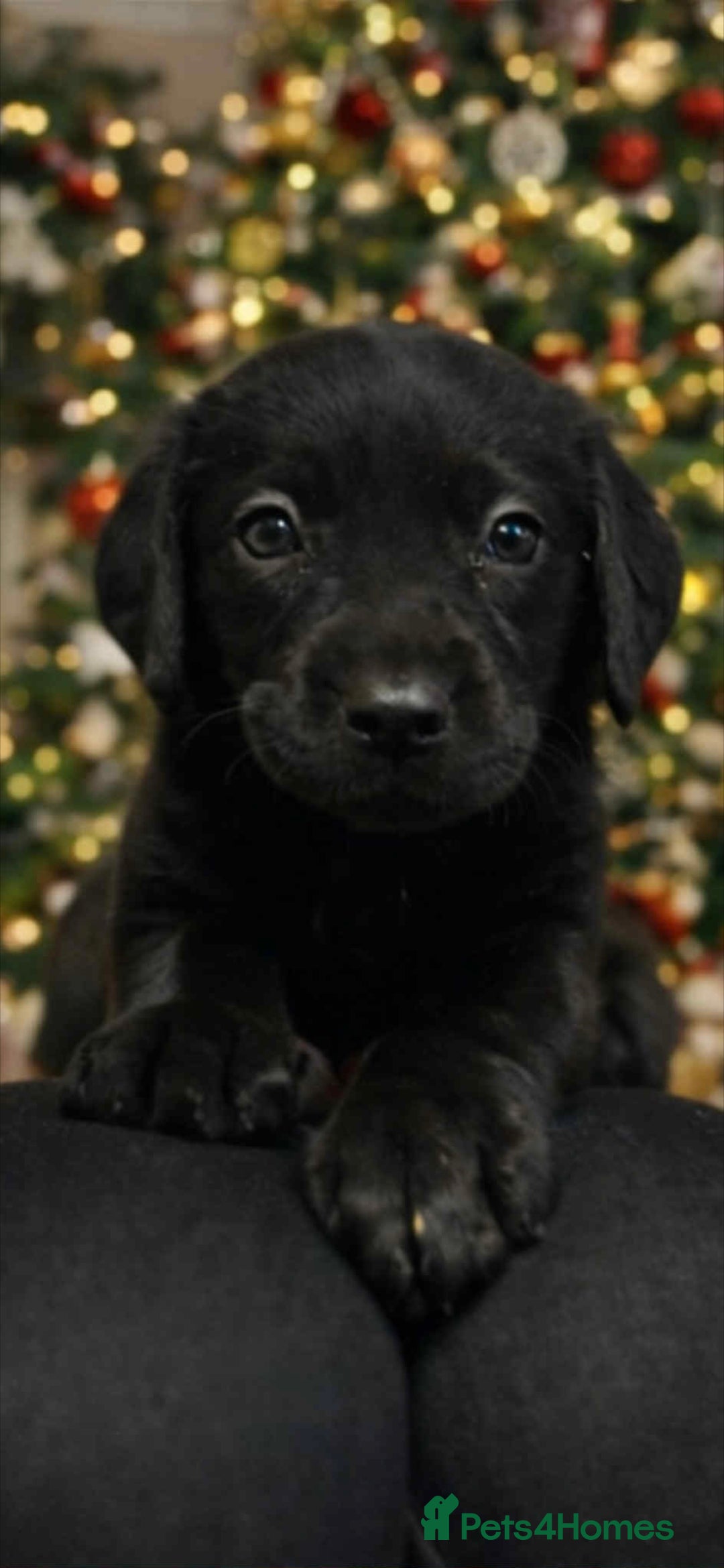 Labrador Retriever dogs Kc registered labrador  - Advert 9