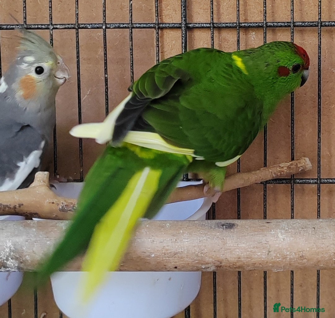 Cockatiels birds for sale: Cockatiels and Kakariki - Image 12