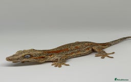 Gecko reptiles for sale: Gargoyle Geckos  - Image 1