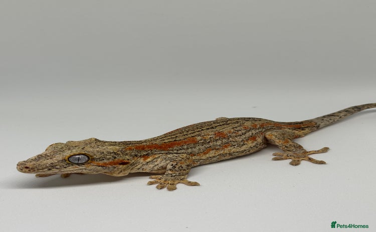 Gecko reptiles - Advert 7