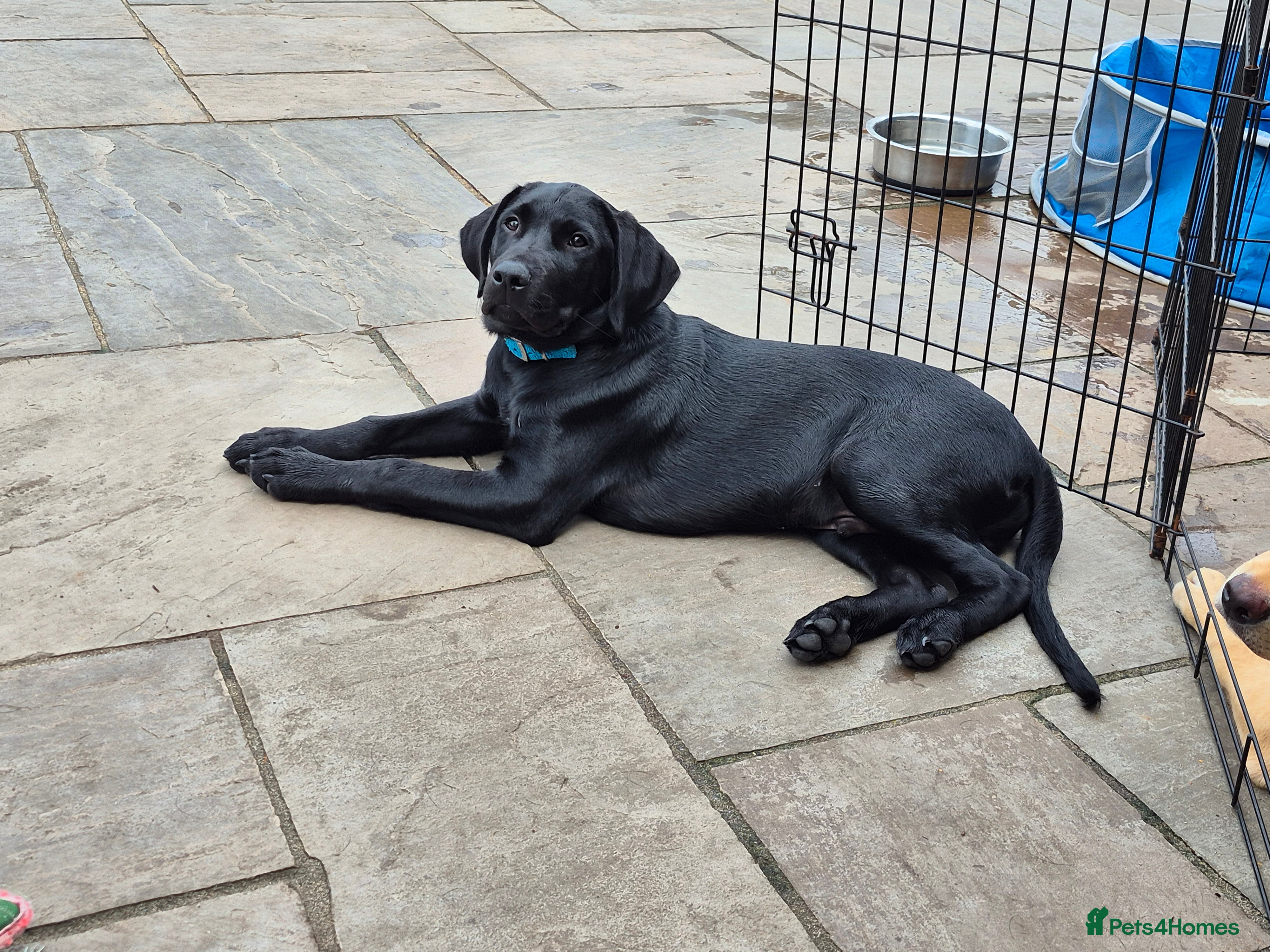 Labrador Retriever dogs Labrador pups - Advert 2