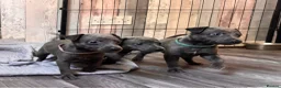 Whippet dogs for sale: KC Registered Blue Whippet Puppies  in Poole - Advert 8