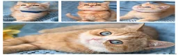 British Shorthair cats for sale: British Shorthair blue/odd eyed kittens  - Advert 3
