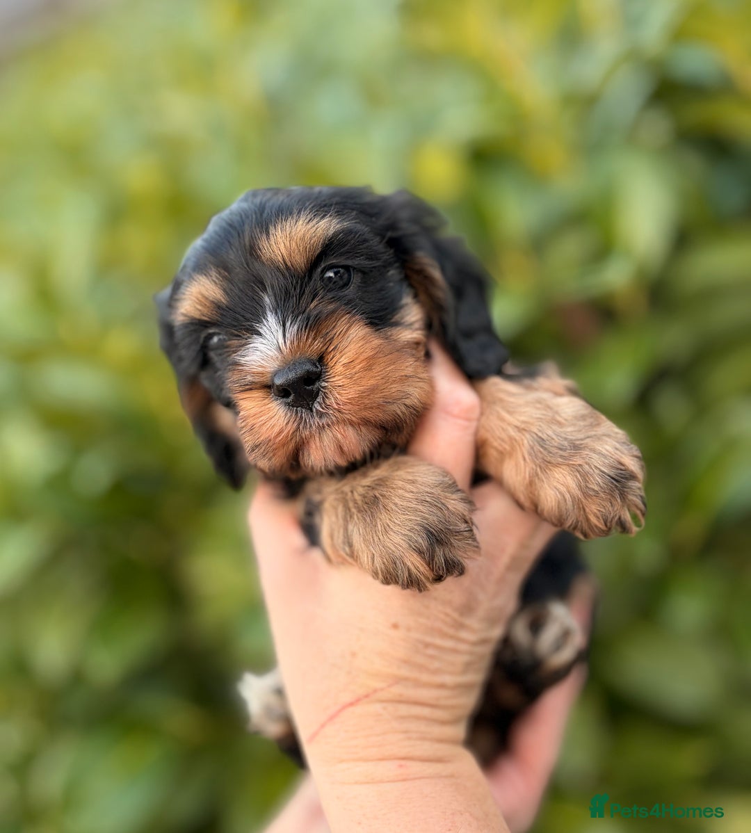 Cavapoo dogs for sale: cavapoo puppy's  - Advert 2