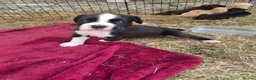 Boxer dogs for sale: Boxer pups, flashy brindle, red, white - Advert 10