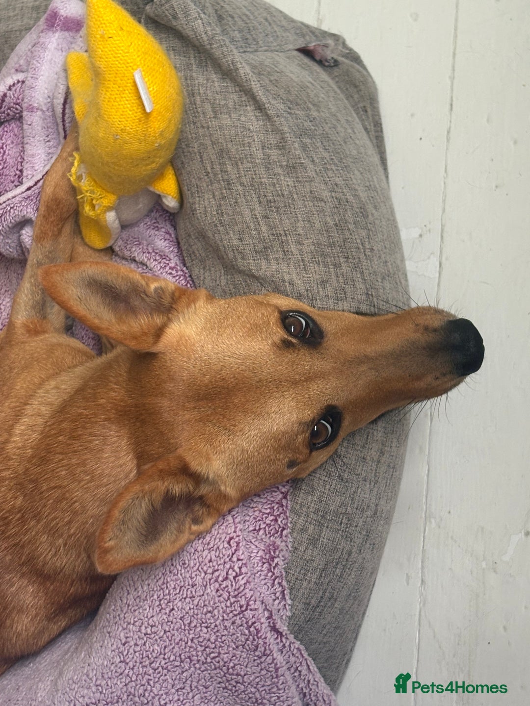 Mixed Breed dogs for sale: FREE DOG - Advert 1