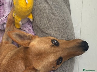 Mixed Breed dogs FREE DOG - Advert 1