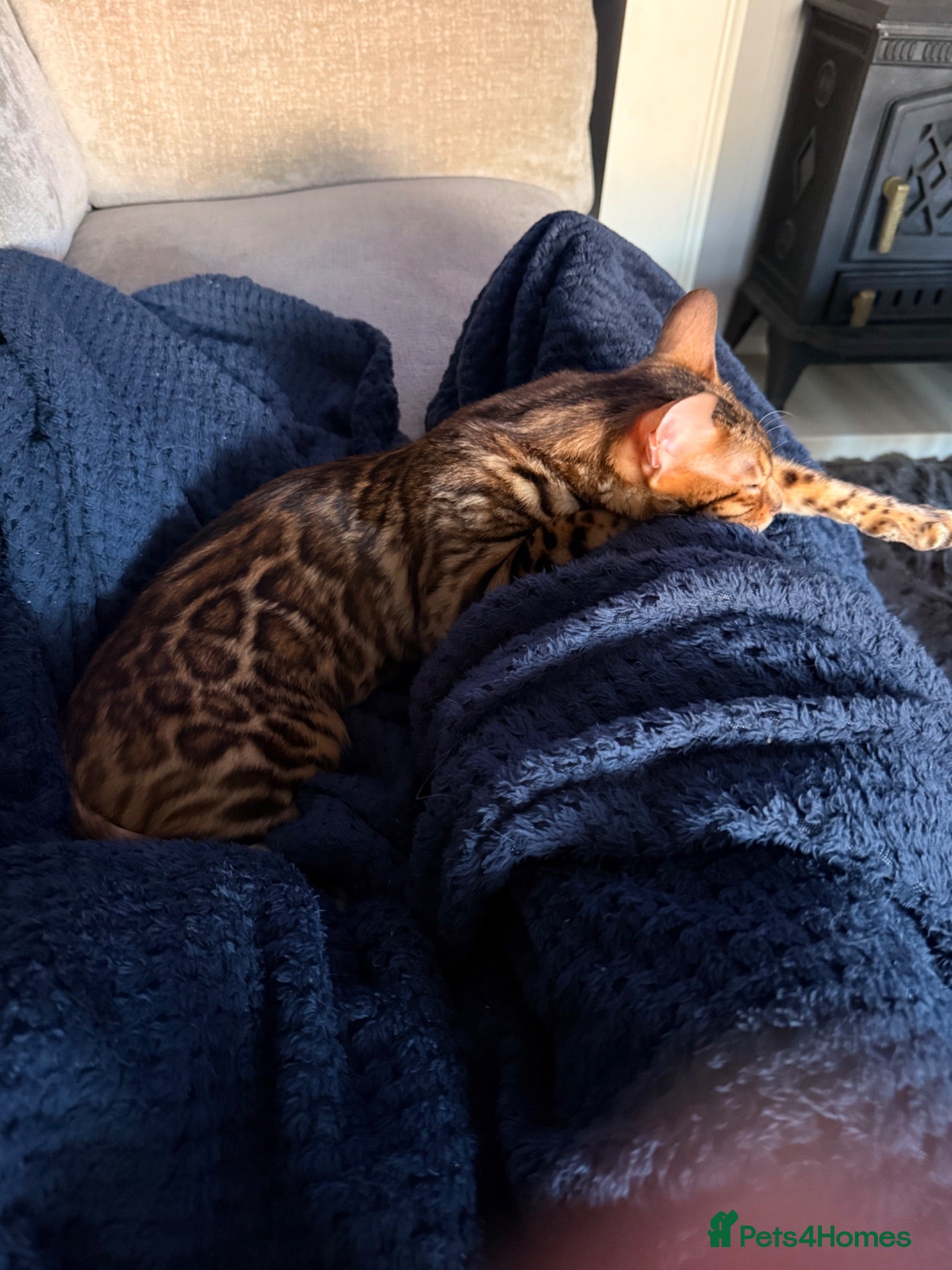 Bengal cats Gorgeous brown rosetted Bengal queen,tica reg✅ - Advert 5