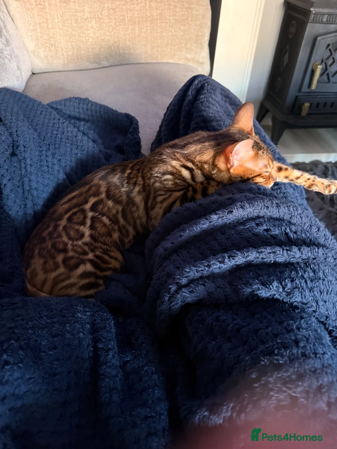 Bengal cats for sale: Gorgeous brown rosetted Bengal queen,tica reg✅ - Advert 1