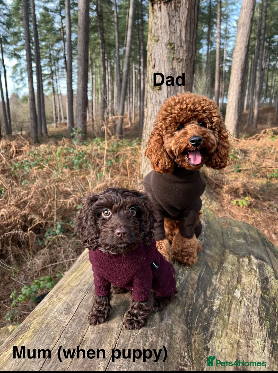 Cockapoo dogs for sale: 6 beautiful miniature cockapoos  - Advert 2