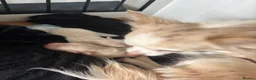 Chihuahua dogs for sale: Full Pedigree Registered Chihuahua Pups - Advert 11