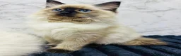 Ragdoll cats for sale:  🌸 GCCF/TICA Registered Pedigree Ragdoll Kittens  - Advert 24