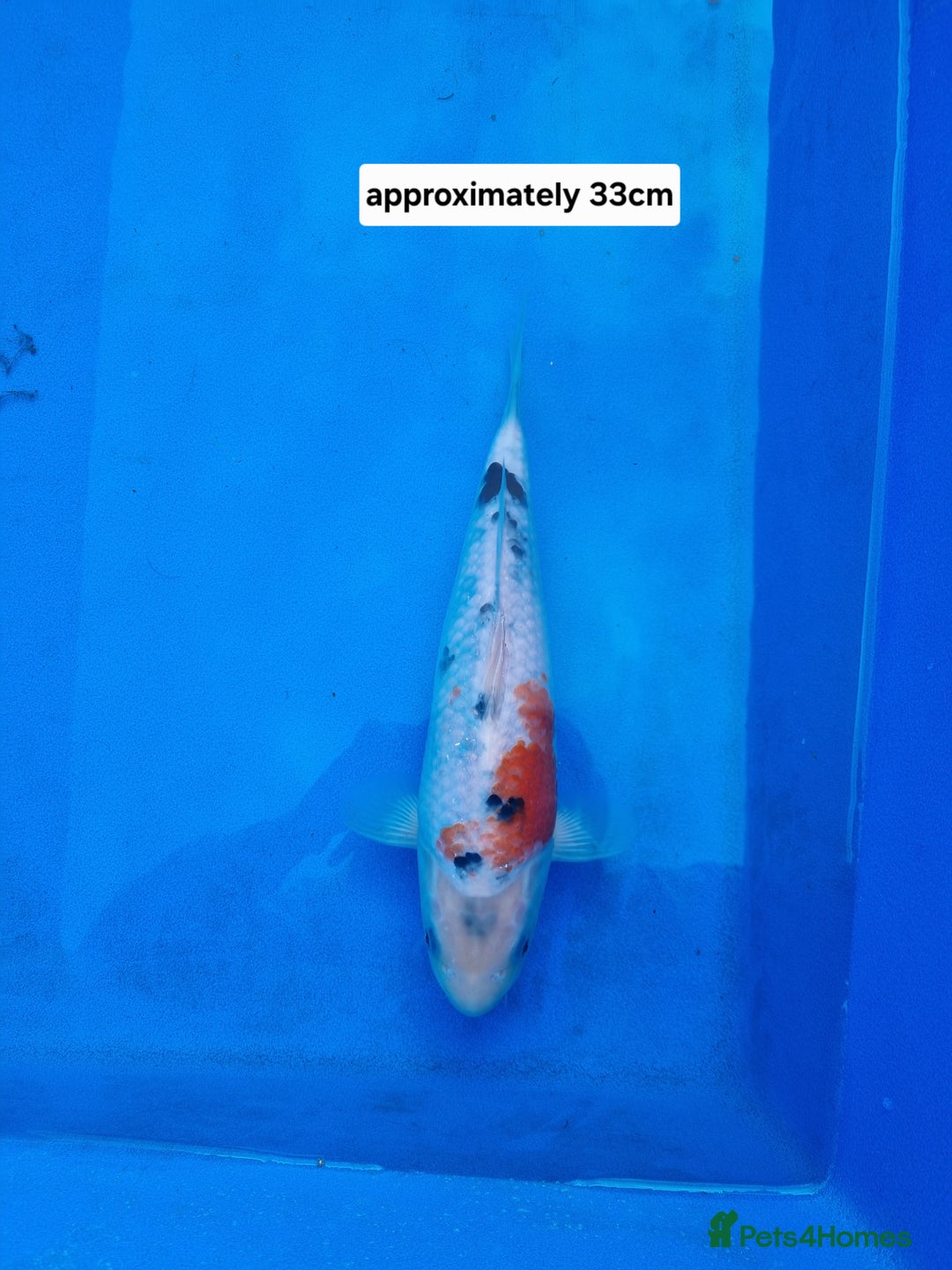 Koi Carp fish for sale: Variety of koi for sale  - Advert 2