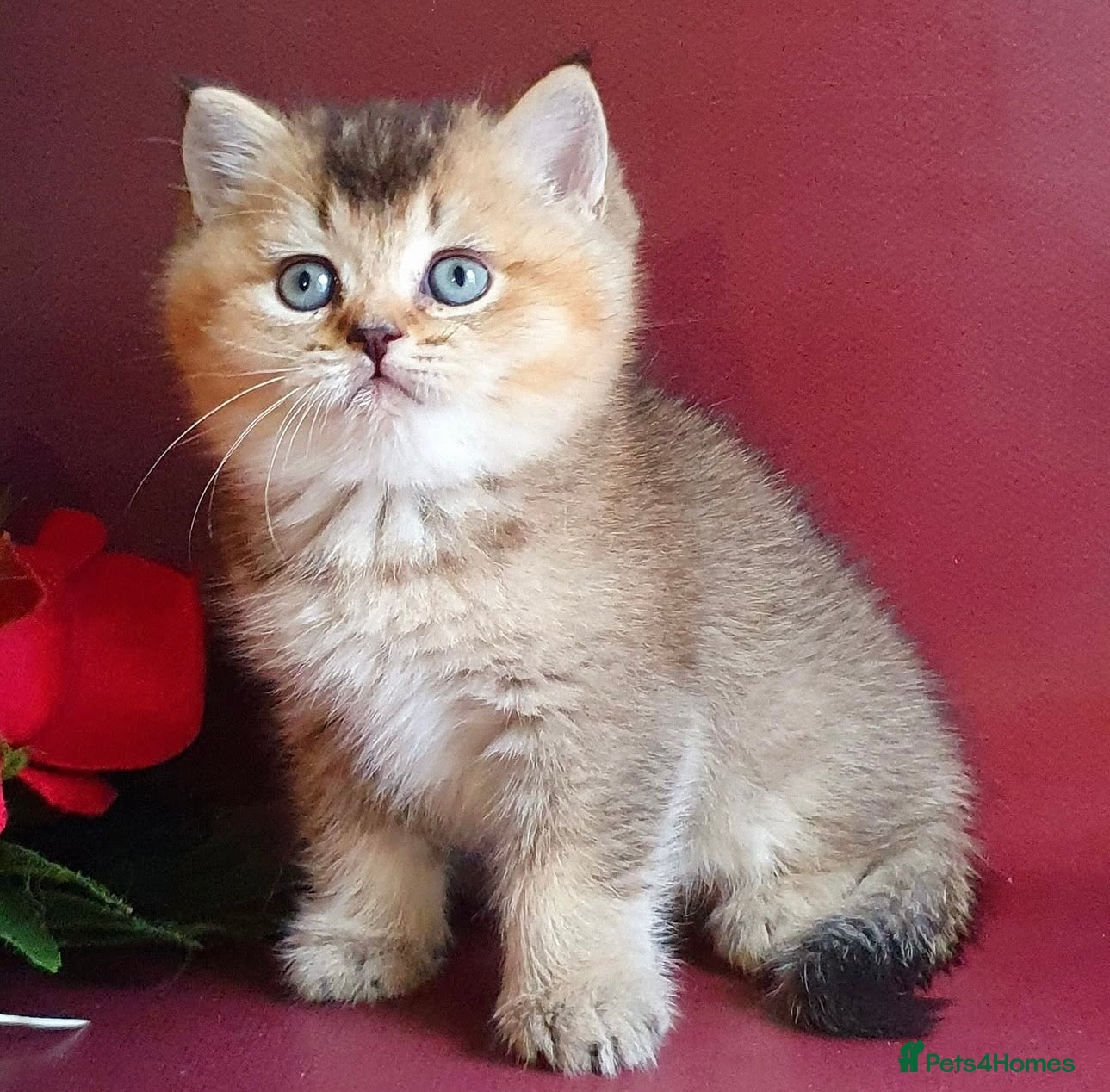 British Shorthair cats for sale: Stunning golden shaded British shorthair kitten - Advert 5