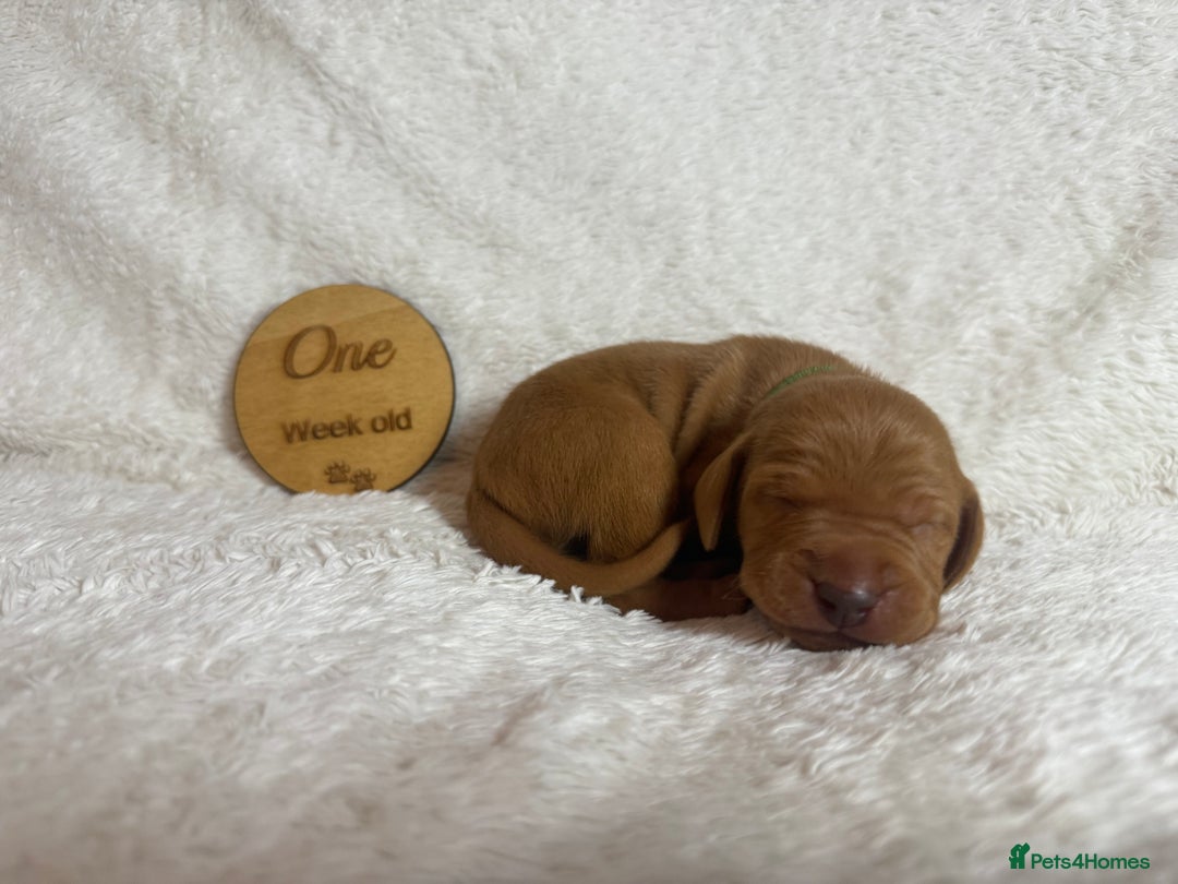 Hungarian Vizsla dogs for sale: KC registered Hungarian Viszla puppies - Advert 18