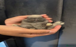 Netherland Dwarf rabbits for sale: Bunnies looking for forever home  - Image 1