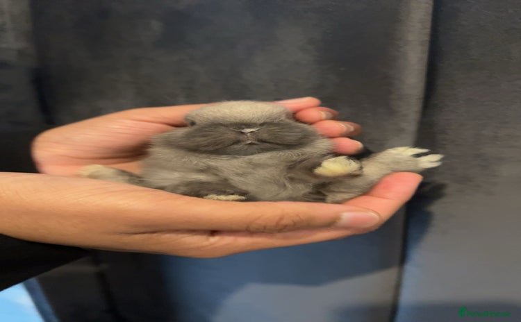 Netherland Dwarf rabbits - Advert 2