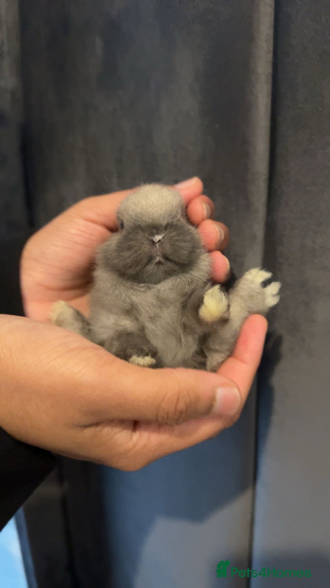 Netherland Dwarf rabbits for sale: Bunnies looking for forever home  - Image 1
