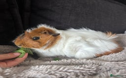 Guinea Pig rodents for sale: 4 guinea pigs  - Image 8