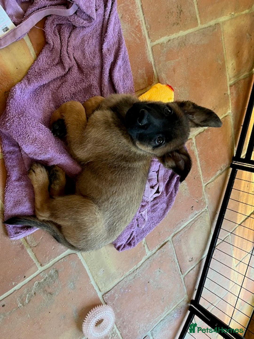 Mixed Breed dogs for sale: Stunning Belgium malinois  - Image 11