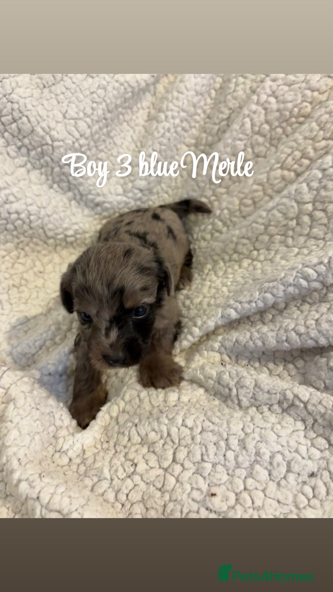 Jackapoo dogs for sale: Beautiful jackapoo’s  - Image 2