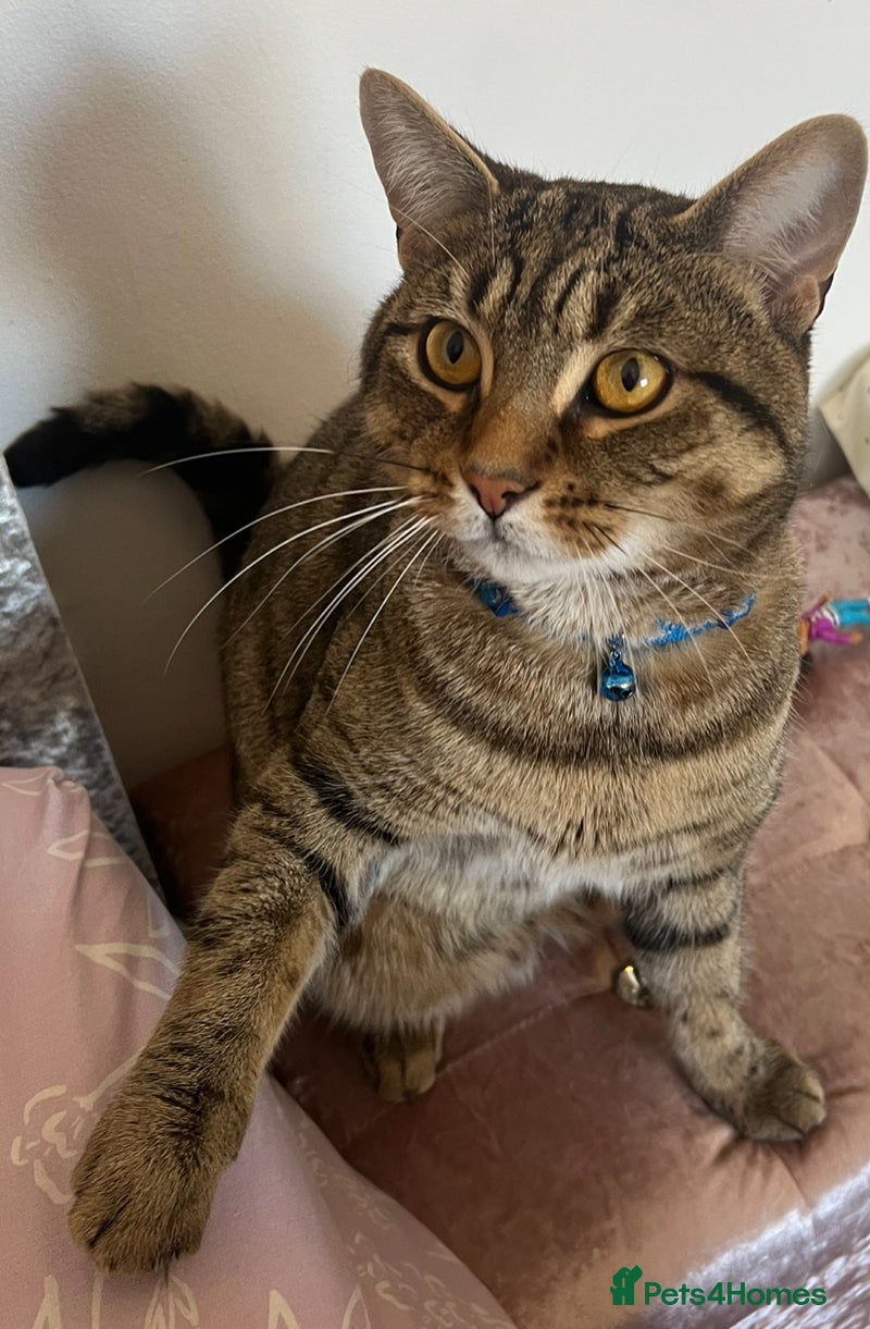 Bengal cats Rolo looking for a forever home  - Advert 17