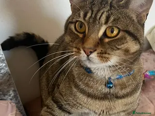 Bengal cats Rolo looking for a forever home - Advert 17