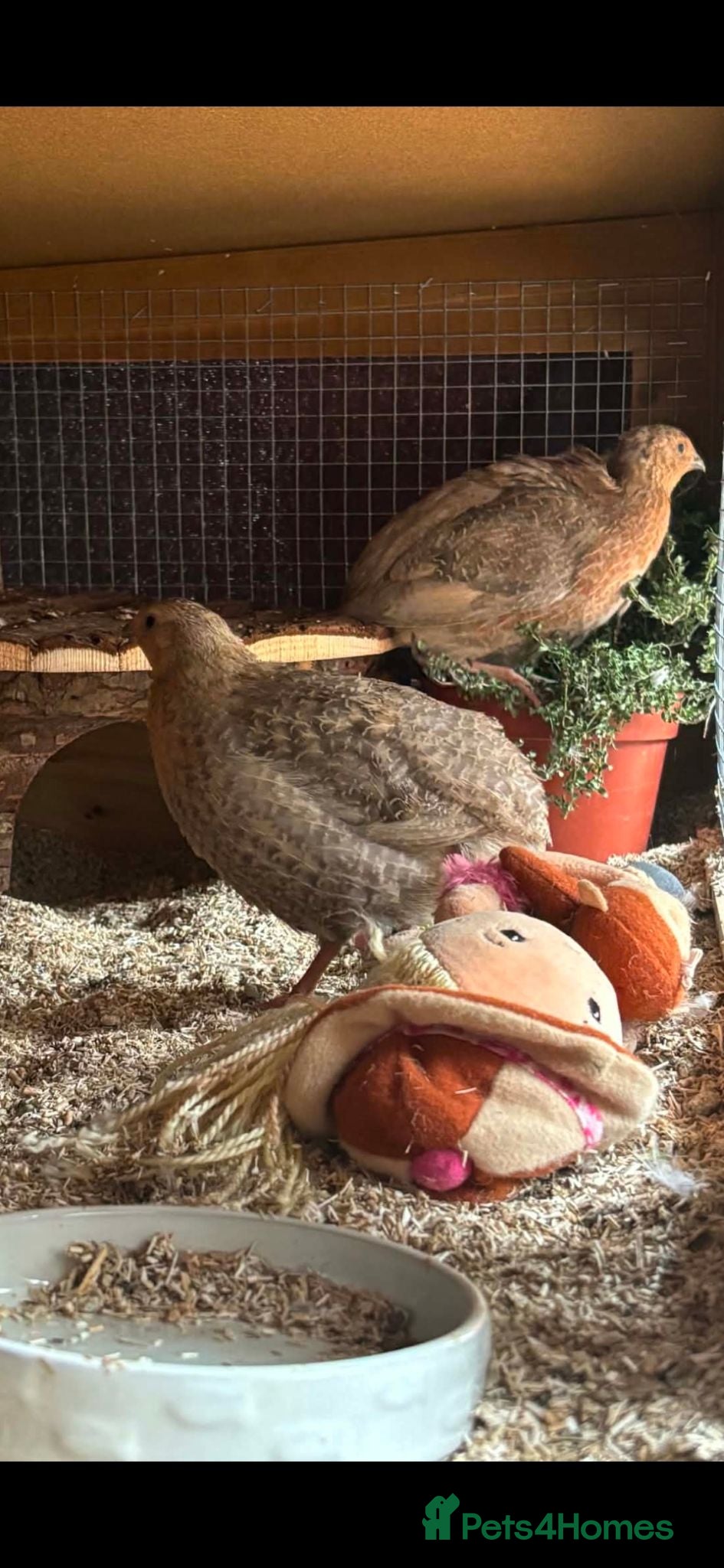 Quail poultry Male Celadon Quails.  - Advert 2