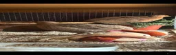 Quail poultry for sale: Male Celadon Quails.  in Harrow - Advert 2