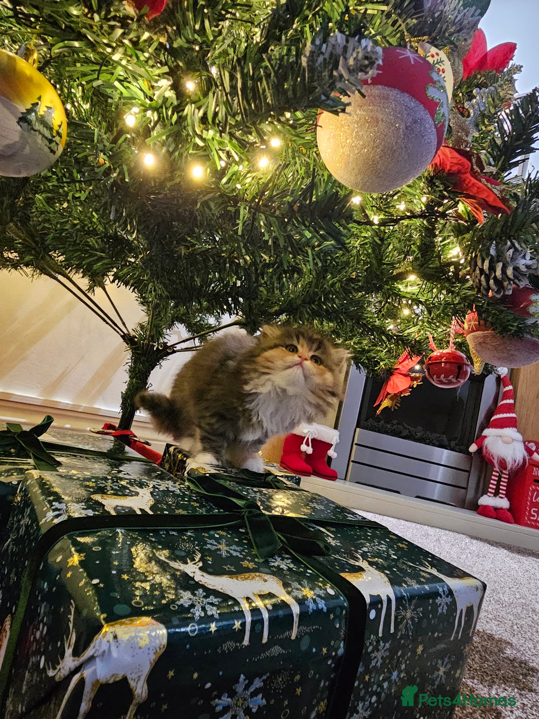 Persian cats for sale: Rare and Stunning Persian Girl  - Advert 13