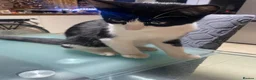 Mixed Breed cats for sale: Cat rehomed  - Advert 4