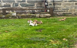 Mixed Breed dogs for sale: Jack Russell x Yorkies - Image 3
