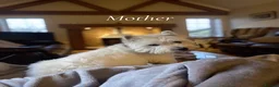 West Highland Terrier dogs for sale: 5 Gorgeous KC Registered West Highland Terriers - Advert 5