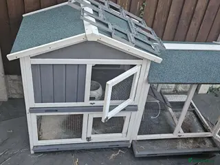 Mixed Breed rabbits Mixed lion head in Preston - Advert 1