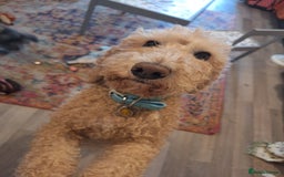 Cockapoo dogs for sale: F1b fully dna health tested toy cockapoos  - Image 13