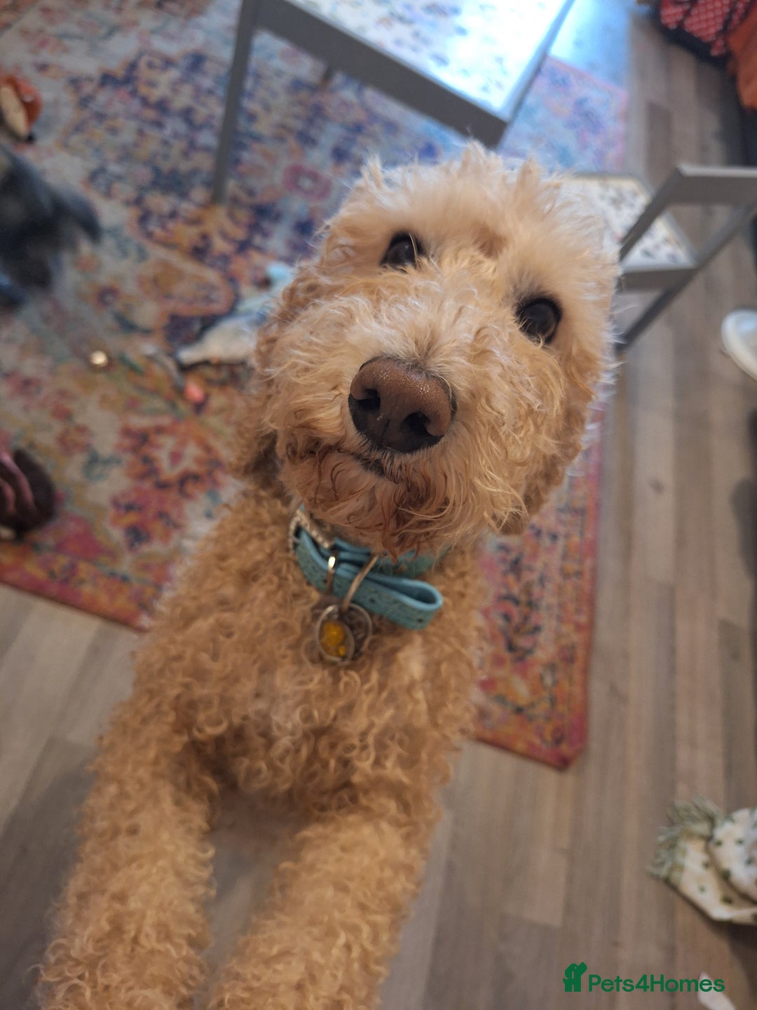 Cockapoo dogs for sale: F1b fully dna health tested toy cockapoos  - Image 13