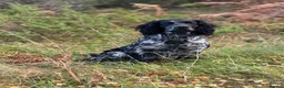 Cocker Spaniel dogs for stud: Health tested blue roan cocker spaniel at Stud - Advert 3