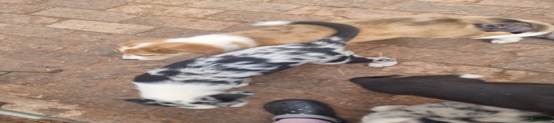Border Collie Puppy 5