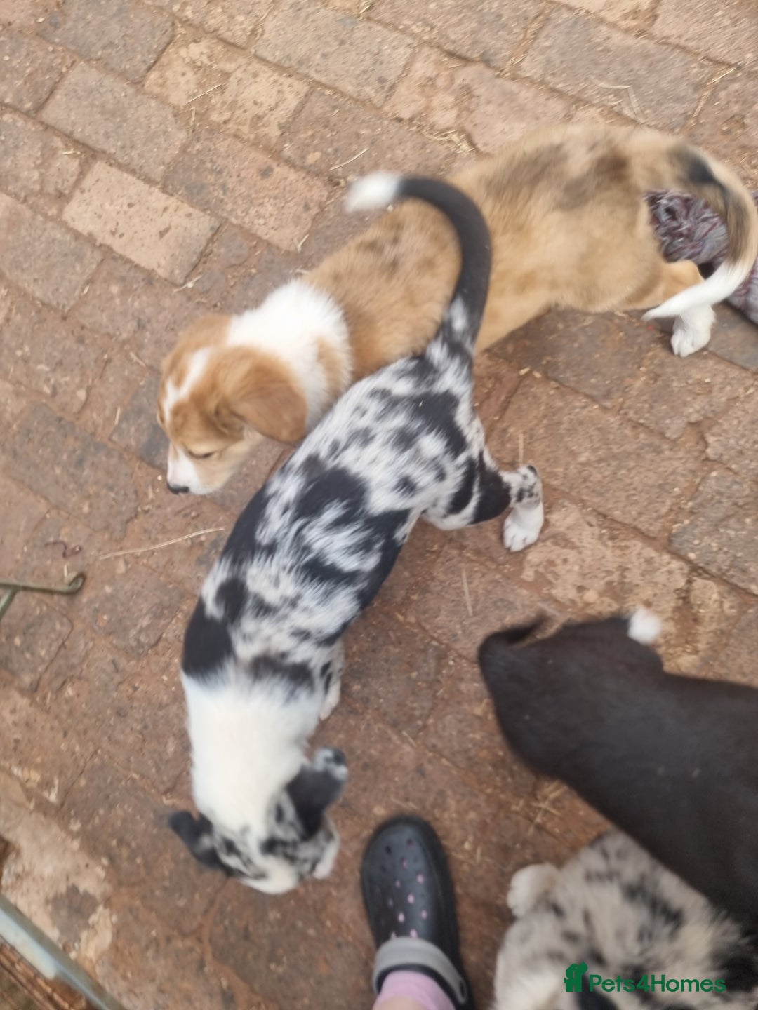 Border Collie dogs for sale: Red, and blue merle, tri, b/w collies farm reared - Image 27