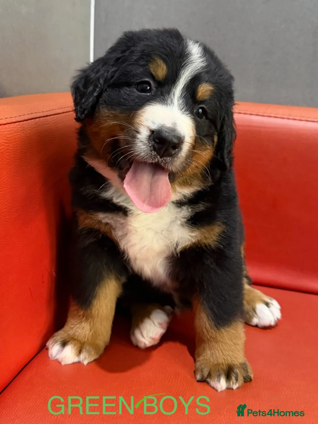 Bernese Mountain Dog dogs for sale: Bernese mountain Puppy  - Advert 2