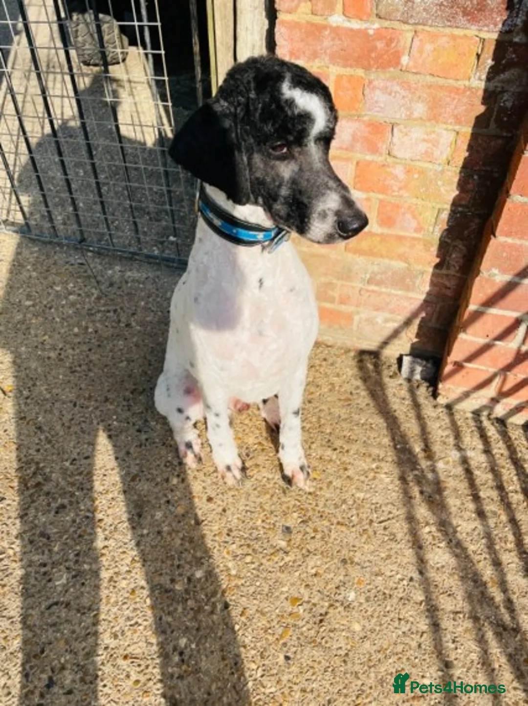 Standard Poodle dogs for stud: Standard party poodle in Marlborough - Advert 26